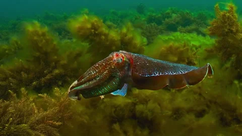 Colorful cuttlefish hovering over vibrant green seaweed in shallow ocean Stock Footage 340210483