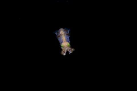 Colorful cuttlefish at night Foto stock
