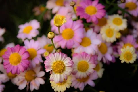 Colorful daises Stock Photos