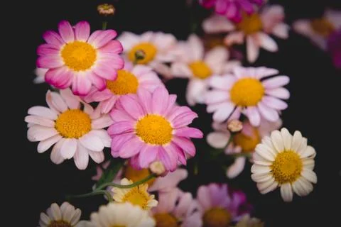 Colorful daises Foto stock