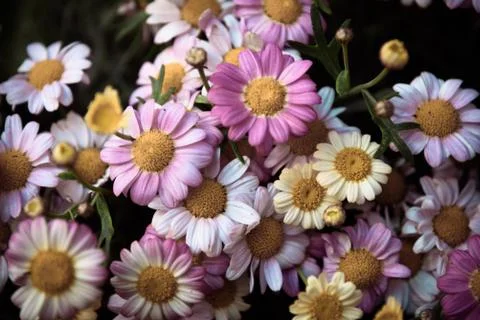 Colorful daises Stock Photos