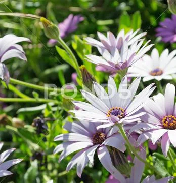 Colorful daisies Stock Photos