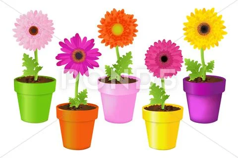 Colorful daisies in pots Stock Illustration