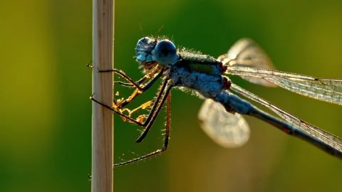 Colorful damselfly perched on a blade of grass Stock Footage 340776554