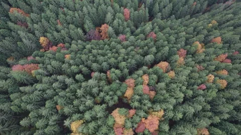 Colorful Deciduous and Pine Trees in the Carpathians Stock Footage 320631782