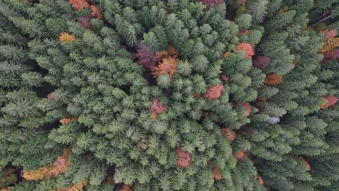 Colorful Deciduous and Pine Trees in the Carpathians Stock Footage 320631785