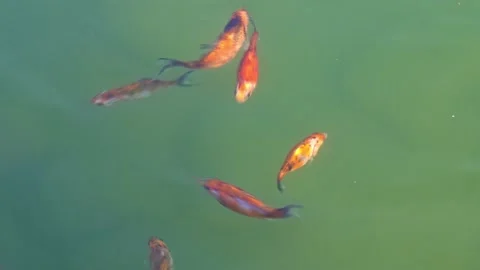 Colorful decorative fish float in an artificial pond Stock Footage 169792792