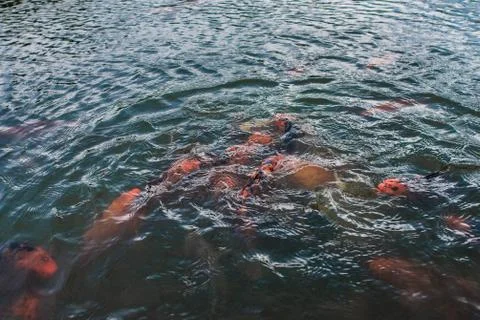 Colorful decorative fish float in an artificial pond 库存照片