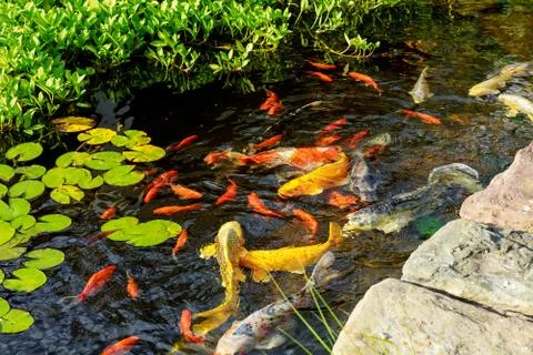 Colorful decorative fish float in an artificial pond, view from above Stock Photos