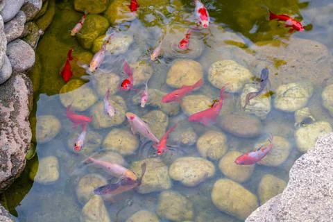 Colorful decorative fish float in an artificial pond, view from above Stock Photos