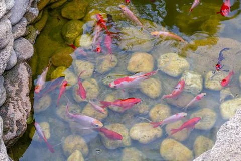 Colorful decorative fish float in an artificial pond, view from above Stock Photos