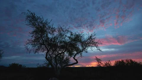 Colorful Desert Sunset Tree Stock Footage 151807727