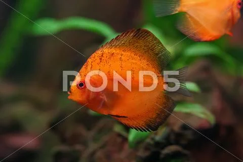 Colorful Discus Stock Photos