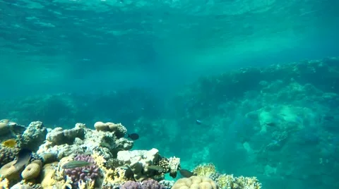 Colorful, Diving on a tropical reef. Stock Footage 60704702
