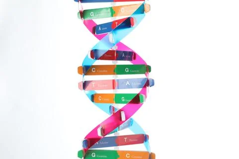 Colorful DNA structure model on white background Stock Photos