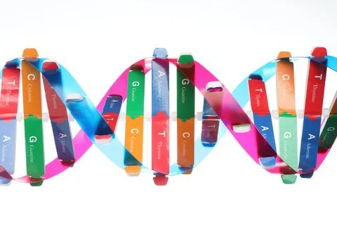 Colorful DNA structure model on white background 스톡 사진