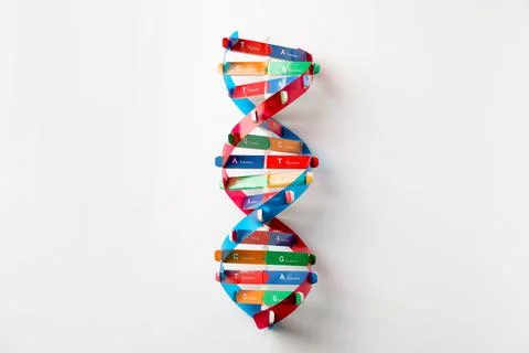 Colorful DNA structure model on white background, top view 写真素材