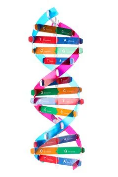 Colorful DNA structure model on white background Stockfoto's