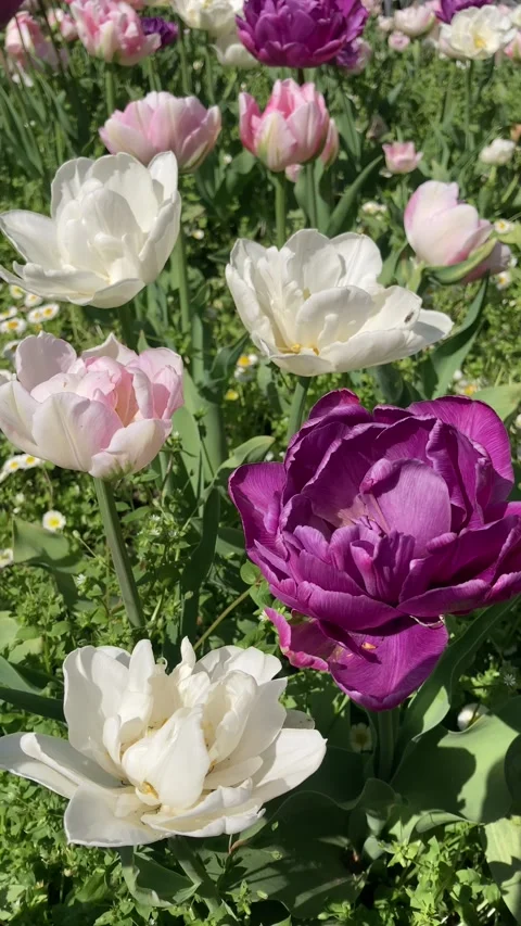 Colorful Double Tulips Blooming in Spring Garden Stock Footage 336343857