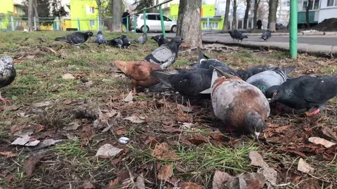 Colorful doves are walking on the street Stock Footage 108461553