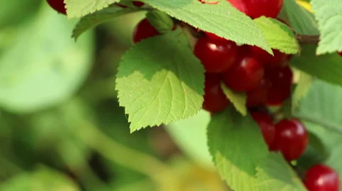 Colorful downy  mountain  Chinese bush cherry berries closeup vertical pannin Stock Footage 65657053