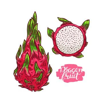 Colorful dragon fruit Illustrazione stock