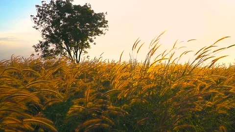 Colorful dramatic sky with cloud at sunset in the mountains Stock Footage 120820022