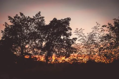 Colorful Dramatic Sky Forest Silhouette Sunset.A dramatic orange red yellow.. Stock Photos