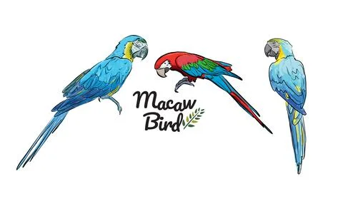 Colorful drawing Macaw bird  pattern background. Illustrazione stock