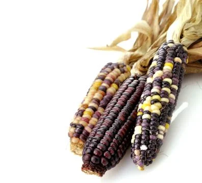 Colorful dry corn Stock Photos