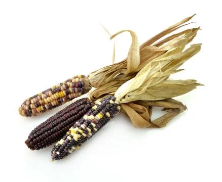 Colorful dry corn Stock Photos
