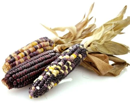 Colorful dry corn Stock Photos