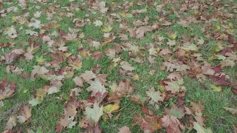 Colorful dry maple leaves falling on the green grass of a lawn. Autumnal scene Stock Footage 344817970