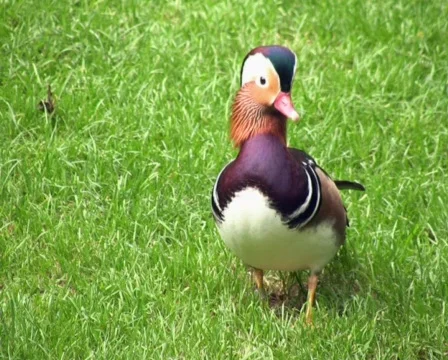 Colorful Duck 库存影片 625306