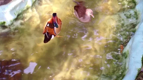 Colorful Ducks Stock Footage 8682808