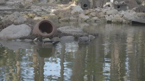 Colorful ducks. Stock Footage 98355456