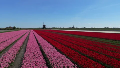 Colorful dutch tulip fields with windmill aerial view Vídeos de archivo 341521899