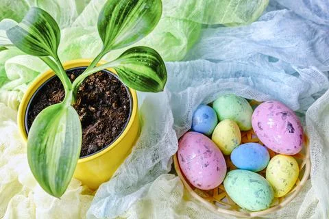 Colorful easter eggs in backet and green plant in yellow pot Foto stock
