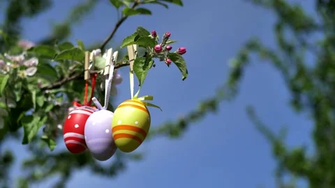 Colorful easter eggs on a blooming spring tree. against the backdrop of the Stock Footage 233887789