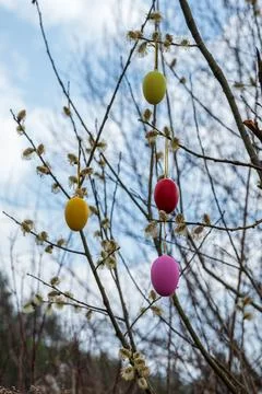 Colorful Easter Eggs on Branches of a Blossoming Willow Tree Stock Photos
