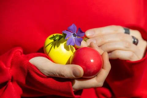 Colorful Easter Eggs Cradled in Hands With a Red Background Stock Photos