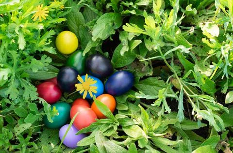 Colorful Easter eggs on green grass. Copy space. Stock Photos