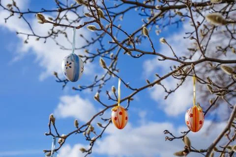 Colorful easter eggs hanging on tree branches on a sunny day with blue sky .. Stock Photos