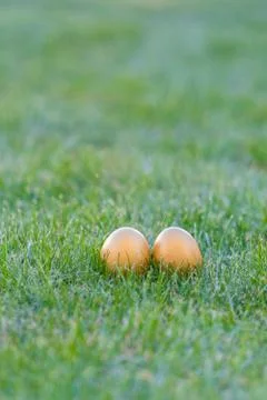Colorful easter eggs lying in the backyard grass. copyspace Stock Photos