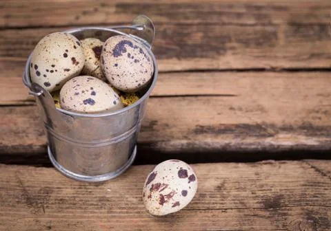 Colorful easter eggs in the nest Stock Photos