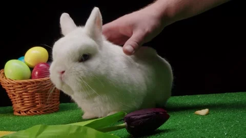 Colorful Easter eggs next to playful rabbit with flowers Video stock 330481875
