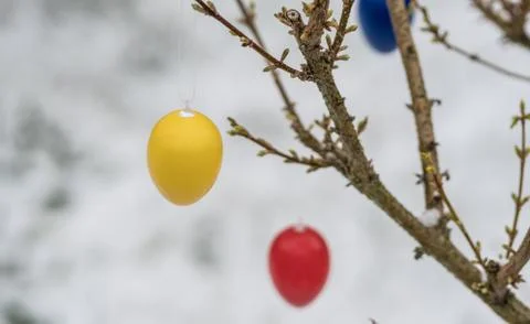 Colorful Easter eggs on the spring tree with new leaves and snow Stock Photos