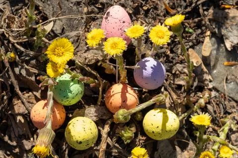 Colorful Easter eggs in various pastel shades are arranged among bright yello Stock Photos