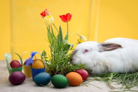Colorful Easter eggs with white rabbit Stock Photos