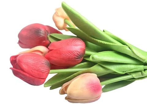 Colorful easter spring flower botanical background red and pink tulips. copy Stock Photos